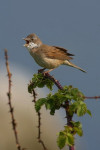 Grasmus (Sylvia communis), Arkemheen